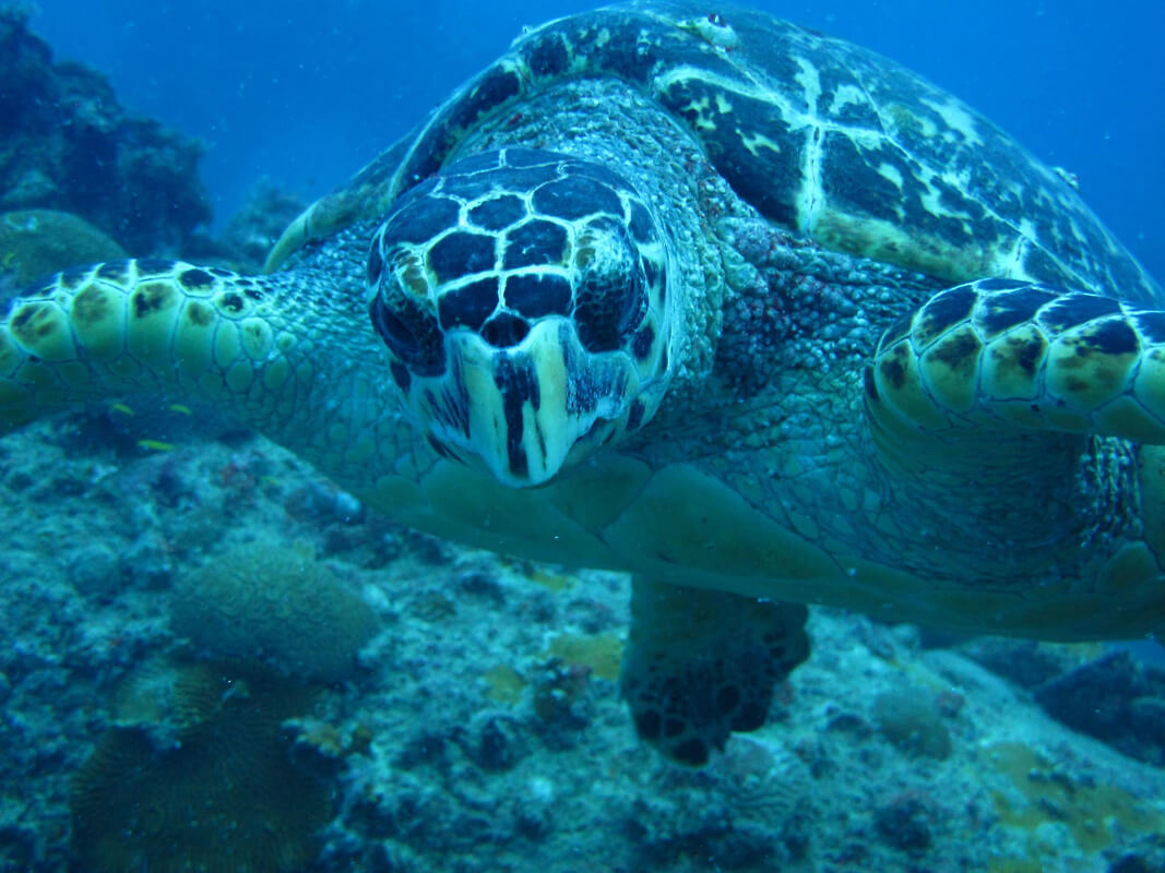 Blue Water Divers Nanny Cay BVI