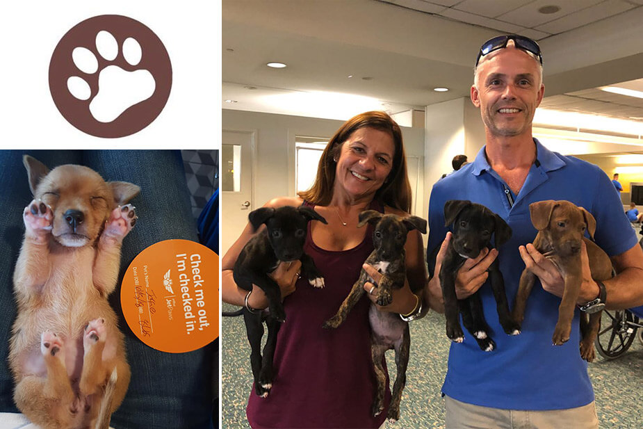 PAWS BVI Dog Adoption